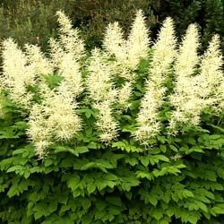 Astilbe Blanche / Astilbe alba